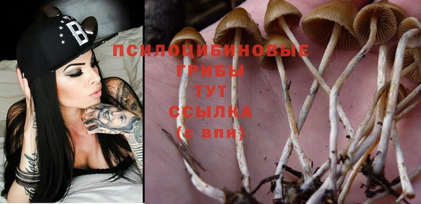 PSILOCYBIN Ладушкин